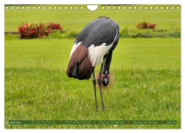 Produktbild: Weltvogelpark Walsrode - Die Vielfalt der Vogelarten (Wandkalender 2026 DIN A4 quer), CALVENDO Monatskalender