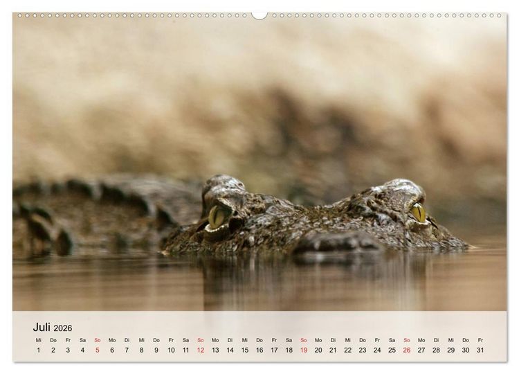 Produktbild: Gro&szlig;e Echsen. Krokodile und Alligatoren (hochwertiger Premium Wandkalender 2026 DIN A2 quer), Kunstdruck in Hochglanz