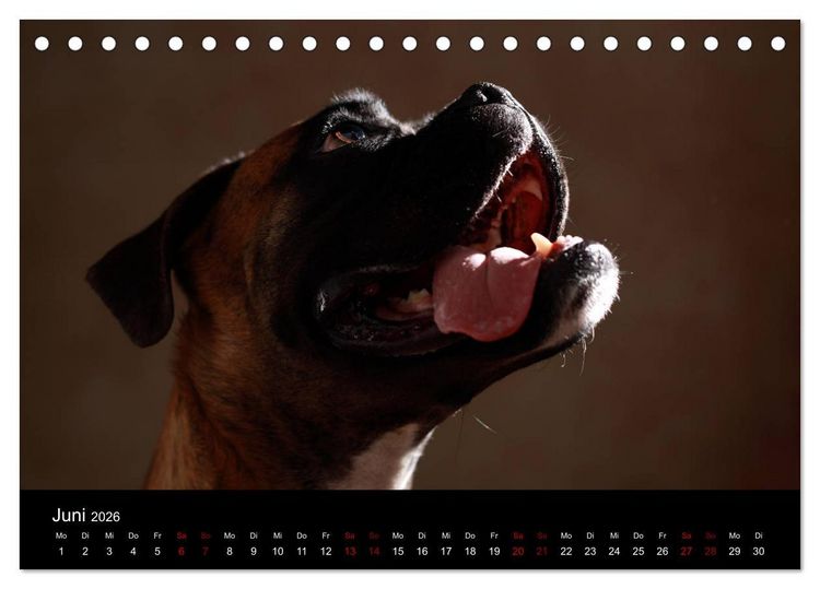 Produktbild: Liebenswerte Boxer (Tischkalender 2026 DIN A5 quer), CALVENDO Monatskalender