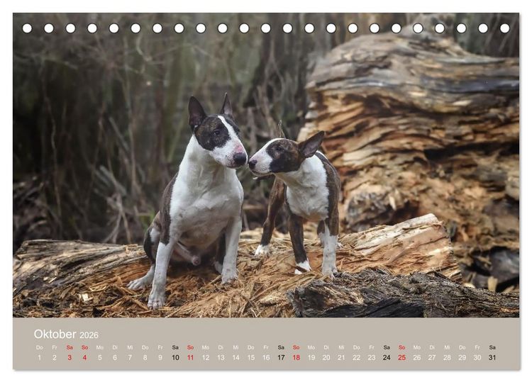 Produktbild: Bullterrier - charmante Herzensbrecher (Tischkalender 2026 DIN A5 quer), CALVENDO Monatskalender