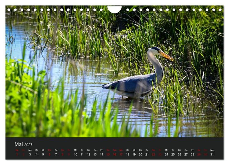 Produktbild: Reiher in der Elbmarsch (Wandkalender 2027 DIN A4 quer), CALVENDO Monatskalender