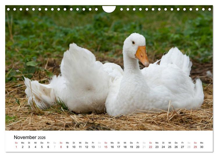Produktbild: Bunte Welt des Bauernhofs (Wandkalender 2026 DIN A4 quer), CALVENDO Monatskalender