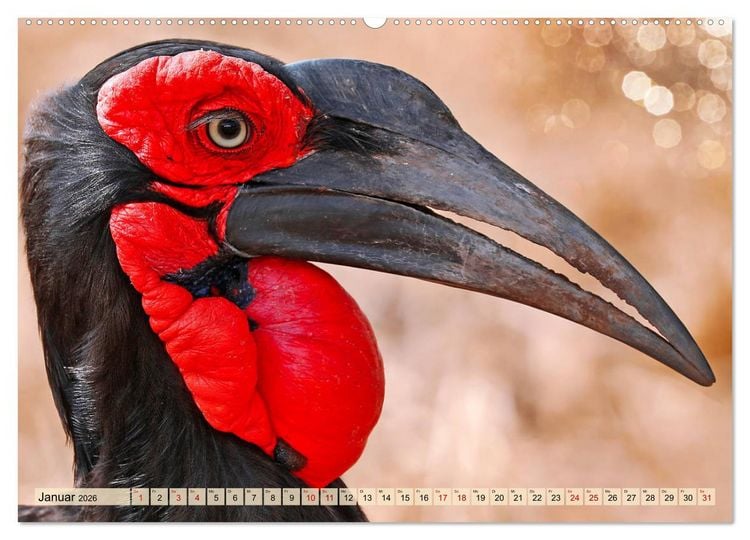 Produktbild: Afrikas Vogelwelt 2026 (Wandkalender 2026 DIN A2 quer), CALVENDO Monatskalender