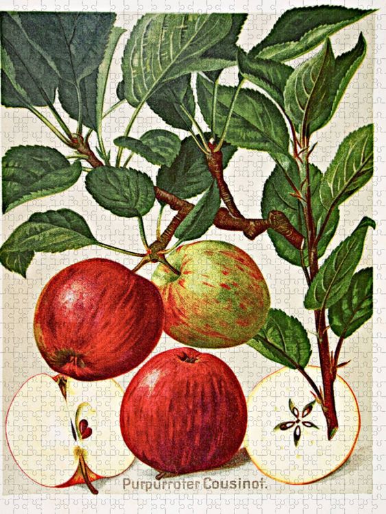 Produktbild: CALVENDO Puzzle Purpurroter Cousinot | 1000 Teile Lege-Gr&ouml;&szlig;e 64x48cm Foto-Puzzle f&uuml;r gl&uuml;ckliche Stunden