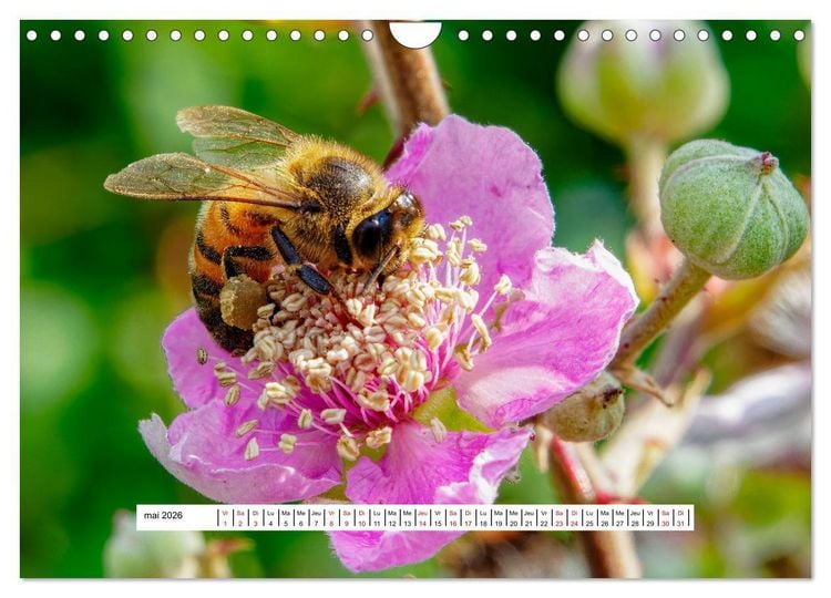 Produktbild: La vie de nos prairies - Les gu&ecirc;pes et les abeilles (Calendrier mural 2026 DIN A4 vertical), CALVENDO calendrier mensuel