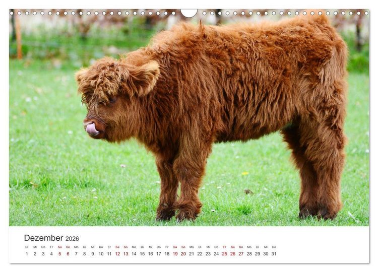 Produktbild: K&auml;lber - Kleine Herzensbrecher auf den Wiesen (Wandkalender 2026 DIN A3 quer), CALVENDO Monatskalender