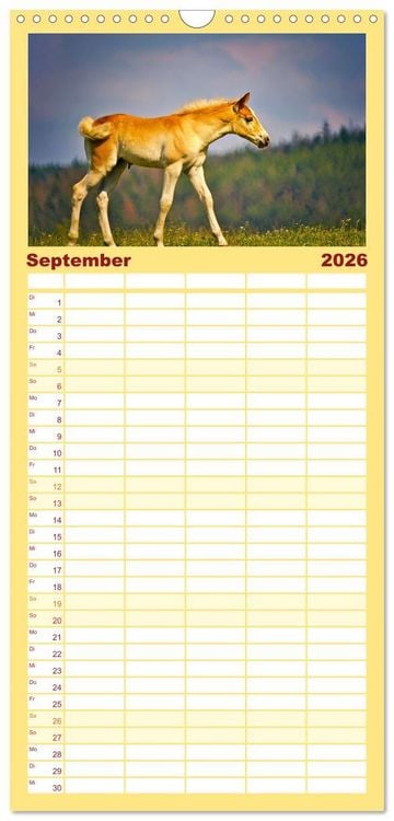 Produktbild: Familienplaner 2026 - Die besonderen Haflinger-Pferde mit 5 Spalten (Wandkalender, 21 x 45 cm) CALVENDO