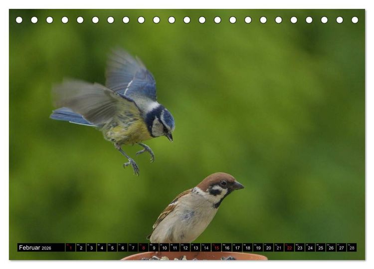 Produktbild: Die Sch&ouml;nheit der Gartenv&ouml;gel im Flug (Tischkalender 2026 DIN A5 quer), CALVENDO Monatskalender