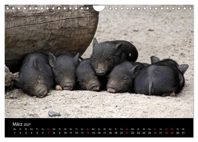 Produktbild: Schweinereien (Wandkalender 2027 DIN A4 quer), CALVENDO Monatskalender