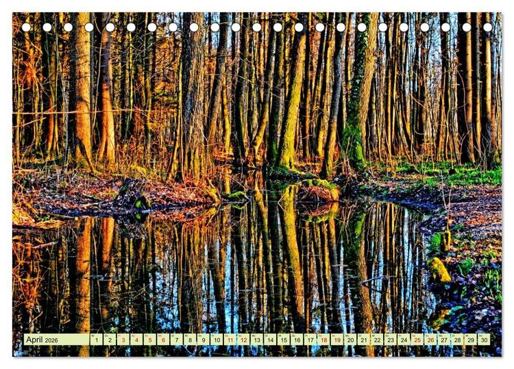 Produktbild: Verwunschene Waldtr&auml;ume: Ein Kalender voller Magie (Tischkalender 2026 DIN A5 quer), CALVENDO Monatskalender