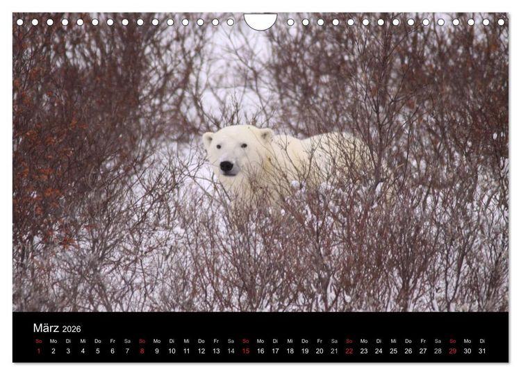 Produktbild: Arktische Tr&auml;ume - Eisb&auml;ren in Kanada (Wandkalender 2026 DIN A4 quer), CALVENDO Monatskalender