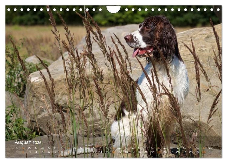 Produktbild: Jagdhunde - Treue Waidgesellen (Wandkalender 2026 DIN A4 quer), CALVENDO Monatskalender