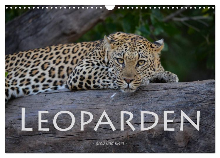 Produktbild: Leoparden - gro&szlig; und klein (Wandkalender 2026 DIN A3 quer), CALVENDO Monatskalender
