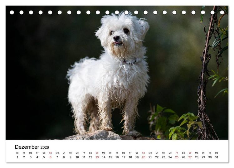 Produktbild: Moritz, der freche Malteser (Tischkalender 2026 DIN A5 quer), CALVENDO Monatskalender
