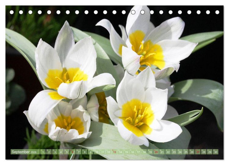 Produktbild: Wei&szlig;e Fr&uuml;hlingsbl&uuml;ten (Tischkalender 2026 DIN A5 quer), CALVENDO Monatskalender