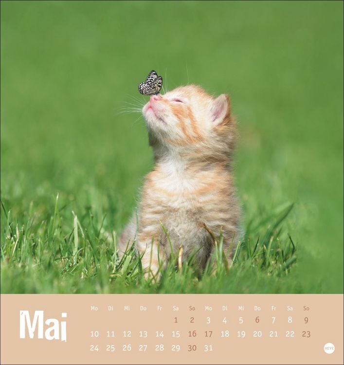 Produktbild: Tierisch entspannte Katzen Postkartenkalender 2027