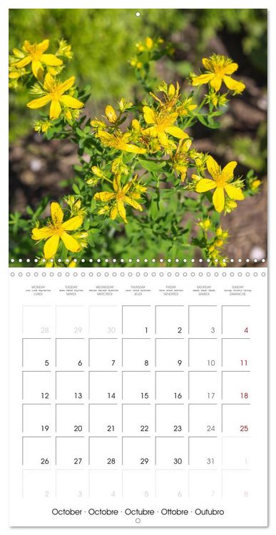 Produktbild: Herbal Haven. Enchanting Healing Plants (Wall Calendar 2026 12 &times; 12 Inch) CALVENDO 12 Month Wall Calendar