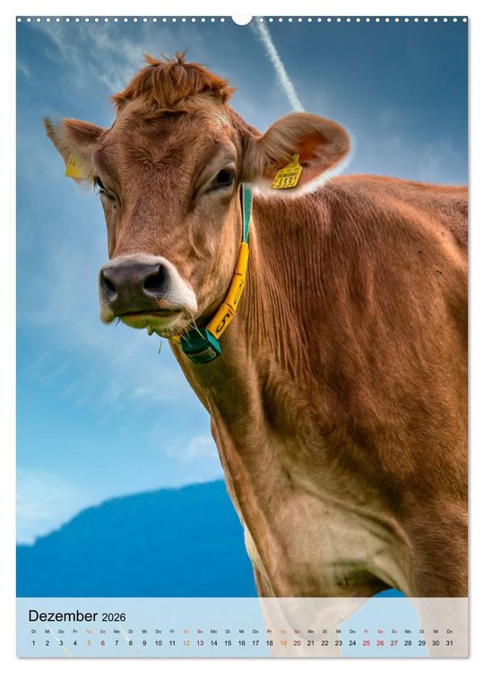 Produktbild: Bergk&uuml;he (hochwertiger Premium Wandkalender 2026 DIN A2 hoch), Kunstdruck in Hochglanz