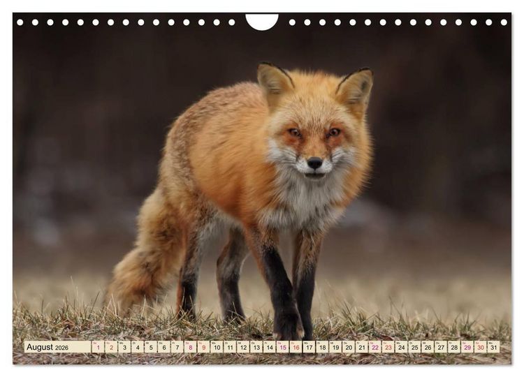 Produktbild: Fuchs - schlauer R&auml;uber (Wandkalender 2026 DIN A4 quer), CALVENDO Monatskalender