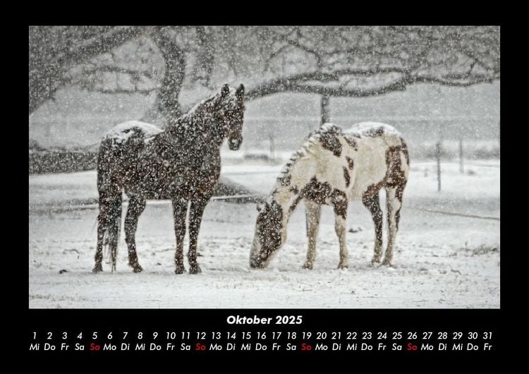 Produktbild: Pferdetraum 2025 Fotokalender DIN A3