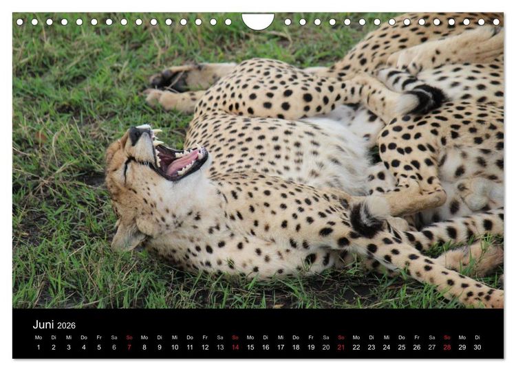 Produktbild: Tansania (Wandkalender 2026 DIN A4 quer), CALVENDO Monatskalender