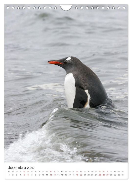 Produktbild: Antarctique des oiseaux de l&eacute;gende (Calendrier mural 2026 DIN A4 horizontal), CALVENDO calendrier mensuel
