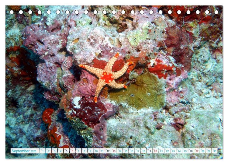 Produktbild: Seesterne - Kleine Wunder der Natur (Tischkalender 2026 DIN A5 quer), CALVENDO Monatskalender