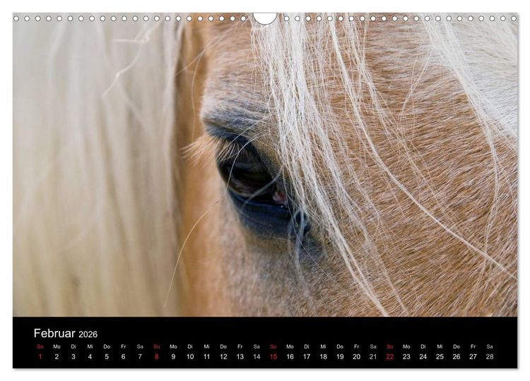 Produktbild: Wundersch&ouml;ne Haflingerwelt (Wandkalender 2026 DIN A3 quer), CALVENDO Monatskalender