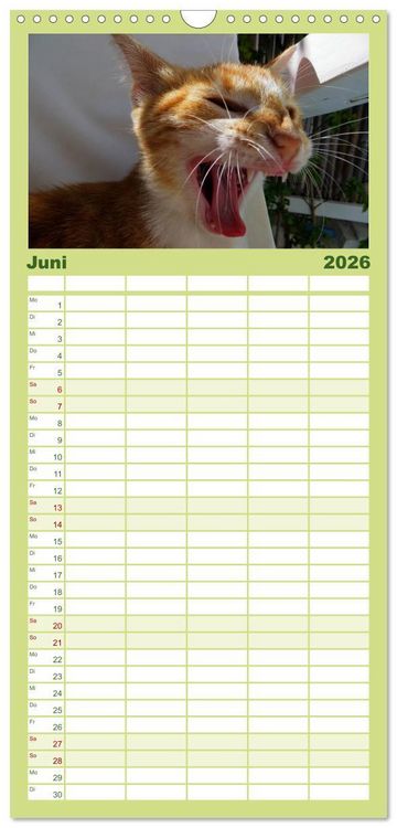 Produktbild: Familienplaner 2026 - SAMTPFOTEN "fellnah" mit 5 Spalten (Wandkalender, 21 x 45 cm) CALVENDO