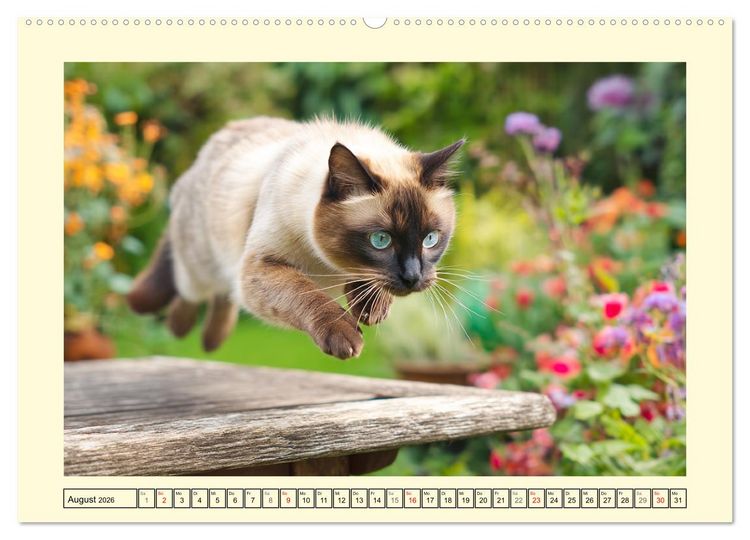 Produktbild: Edle Siamkatzen. Anmut und Charakter im Spiel mit der Natur (Wandkalender 2026 DIN A2 quer), CALVENDO Monatskalender