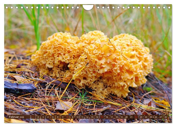 Produktbild: Herbstzeit ist Pilzezeit (Wandkalender 2026 DIN A4 quer), CALVENDO Monatskalender
