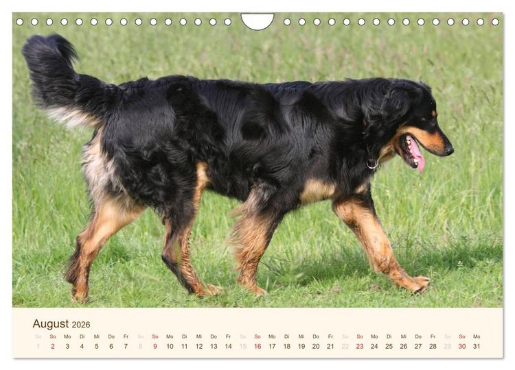 Produktbild: Hovawarte - einmal anders (Wandkalender 2026 DIN A4 quer), CALVENDO Monatskalender