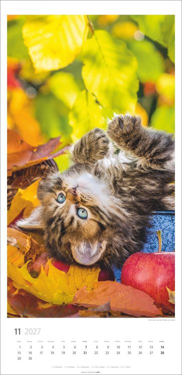 Produktbild: Katzen Kalender 2027