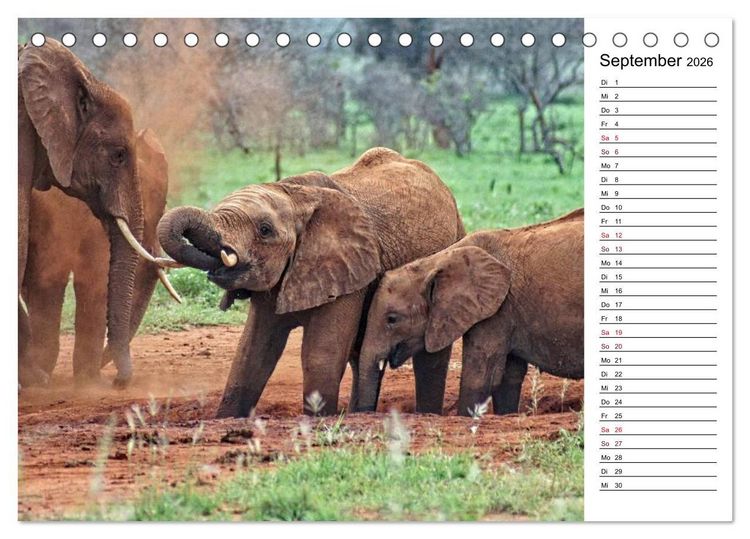 Produktbild: Elefanten . Wildlife in Kenia (Tischkalender 2026 DIN A5 quer), CALVENDO Monatskalender