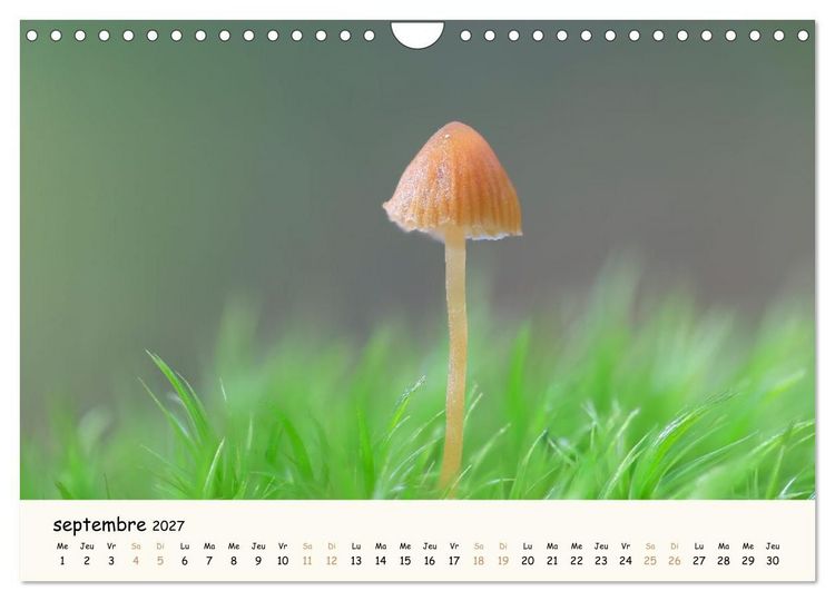 Produktbild: Champignons magiques (Calendrier mural 2027 DIN A4 vertical), CALVENDO calendrier mensuel