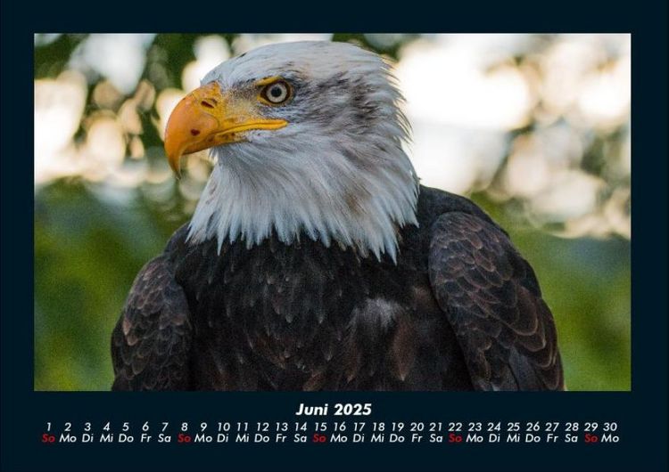 Produktbild: Adler 2025 Fotokalender DIN A4