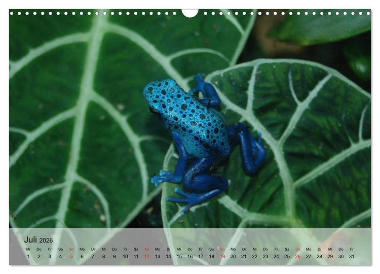 Produktbild: Frosch m&uuml;sste man sein! (Wandkalender 2026 DIN A3 quer), CALVENDO Monatskalender