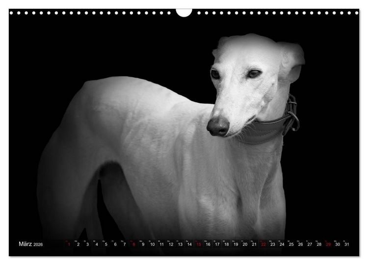 Produktbild: Galgo Espa&ntilde;ol - der spanische Windhund 2026 (Wandkalender 2026 DIN A3 quer), CALVENDO Monatskalender
