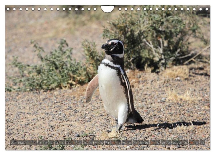 Produktbild: Pinguine in Patagonien (Wandkalender 2026 DIN A4 quer), CALVENDO Monatskalender