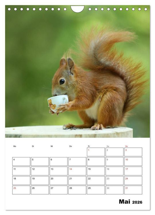 Produktbild: Die kleine Welt der Eichh&ouml;rnchen in Regensburg (Wandkalender 2026 DIN A4 hoch), CALVENDO Monatskalender