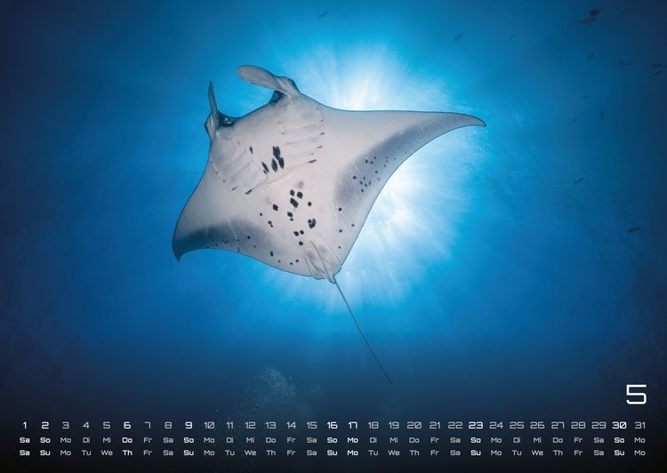 Produktbild: Sealife - verborgene Tiefen - 2027 - Kalender DIN A2
