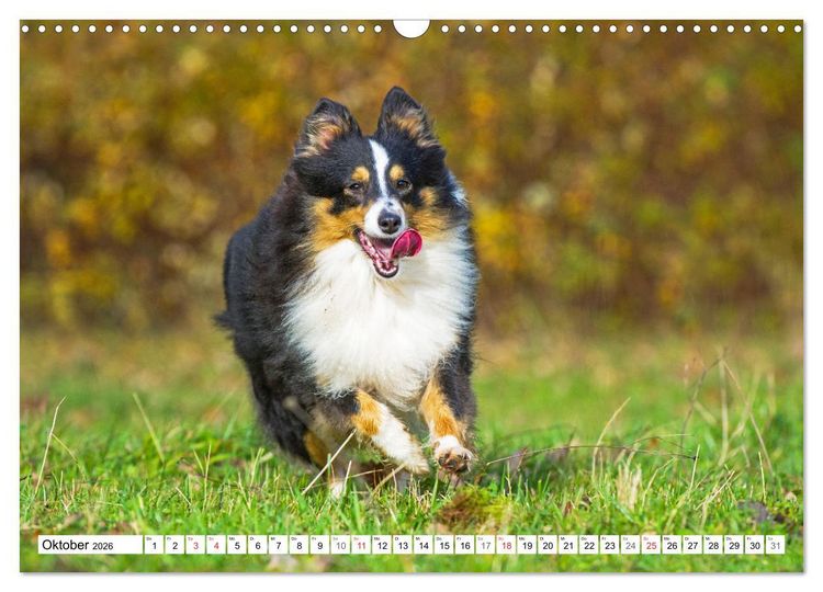 Produktbild: H&uuml;tehund der Shetland Inseln - Shetland Sheepdog (Wandkalender 2026 DIN A3 quer), CALVENDO Monatskalender