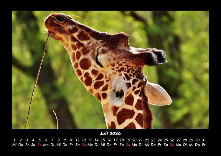 Produktbild: Giraffen 2026 Fotokalender DIN A3