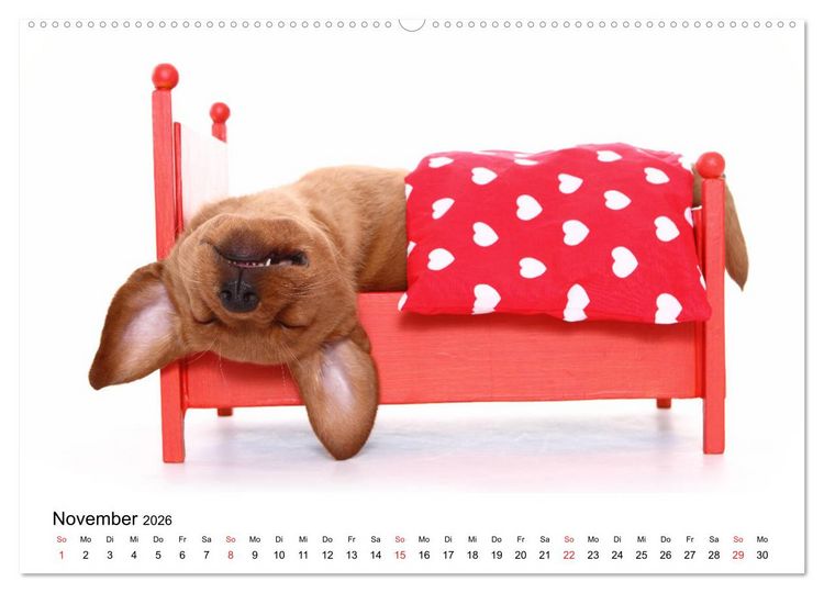 Produktbild: Funny Dogs (hochwertiger Premium Wandkalender 2026 DIN A2 quer), Kunstdruck in Hochglanz