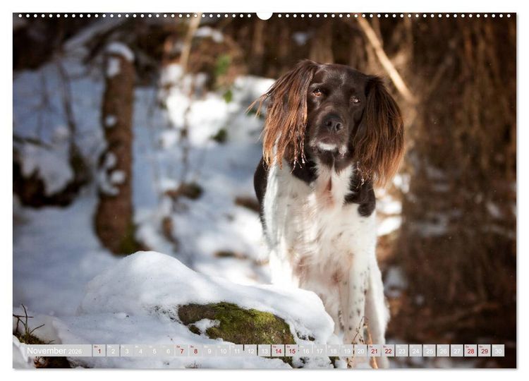 Produktbild: Passion Jagdhund - Kleiner M&uuml;nsterl&auml;nder (Wandkalender 2026 DIN A2 quer), CALVENDO Monatskalender