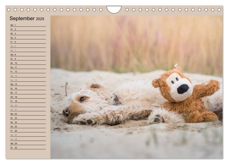 Ein Labradoodle-Welpe in der Heide (Wandkalender 2025 DIN A4