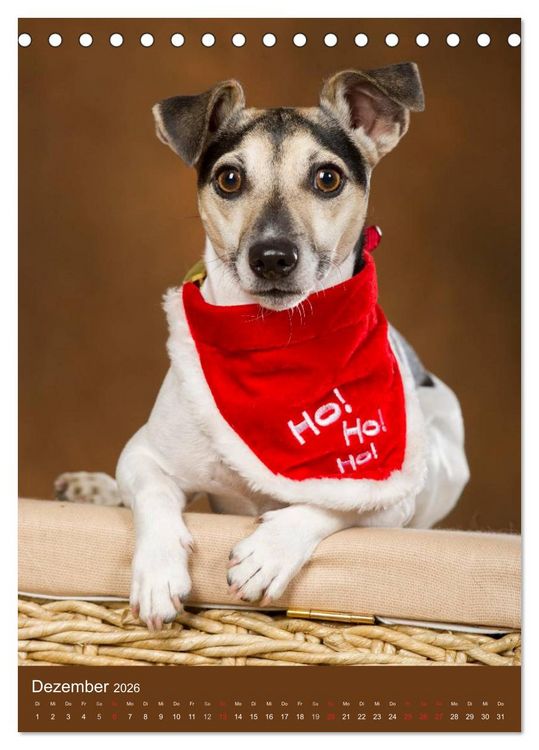 Produktbild: Jack Russell Terrier (Tischkalender 2026 DIN A5 hoch), CALVENDO Monatskalender