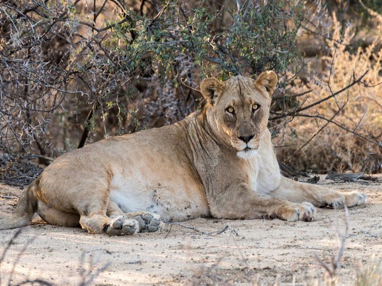 Produktbild: CALVENDO Puzzle Alte L&ouml;win bei Leeubron, Etosha | 1000 Teile Lege-Gr&ouml;&szlig;e 64x48cm Foto-Puzzle f&uuml;r gl&uuml;ckliche Stunden