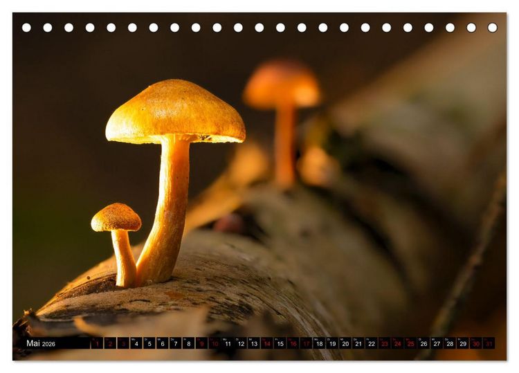 Produktbild: Wilde Pilze: Ein Kalender f&uuml;r Naturbegeisterte (Tischkalender 2026 DIN A5 quer), CALVENDO Monatskalender