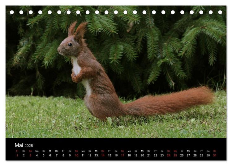 Produktbild: Artist im Garten. Das Eichh&ouml;rnchen (Tischkalender 2026 DIN A5 quer), CALVENDO Monatskalender